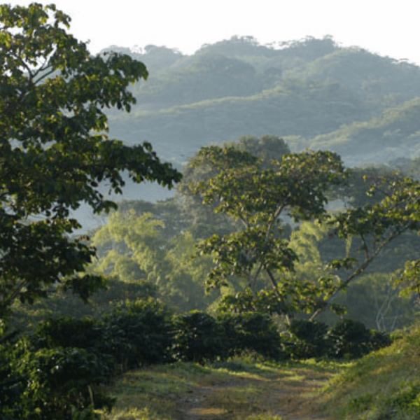 Altura du Mexique (Chiapas et Tapachula)